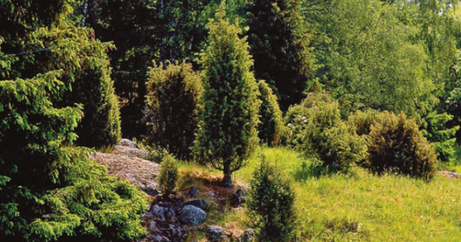 Arv og miljø: Einer kan være lavtvoksende og krypende busker eller høyreiste, søyleformede trær. Vokseformen er dels bestemt av genene og dels av miljøforholdene. Noen ganger er det bare genene som bestemmer. Foto: Svein Grønvold