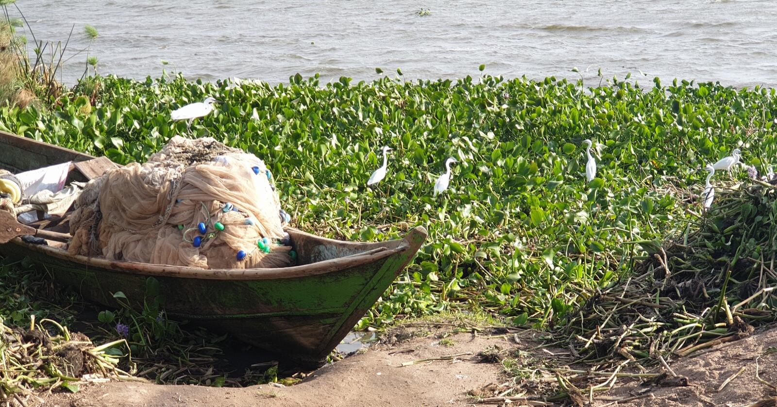 Miljøproblem: Vannhyasinten sprer seg raskt på Victoriasjøen i Afrika, og skaper problemer for livet i vannet og fremkommelighet for båter. Planten kommer opprinnelig fra Amazonas, men har spredd seg til en rekke innsjøer og stilleflytende elver i Afrika og Asia. (Foto: Privat)