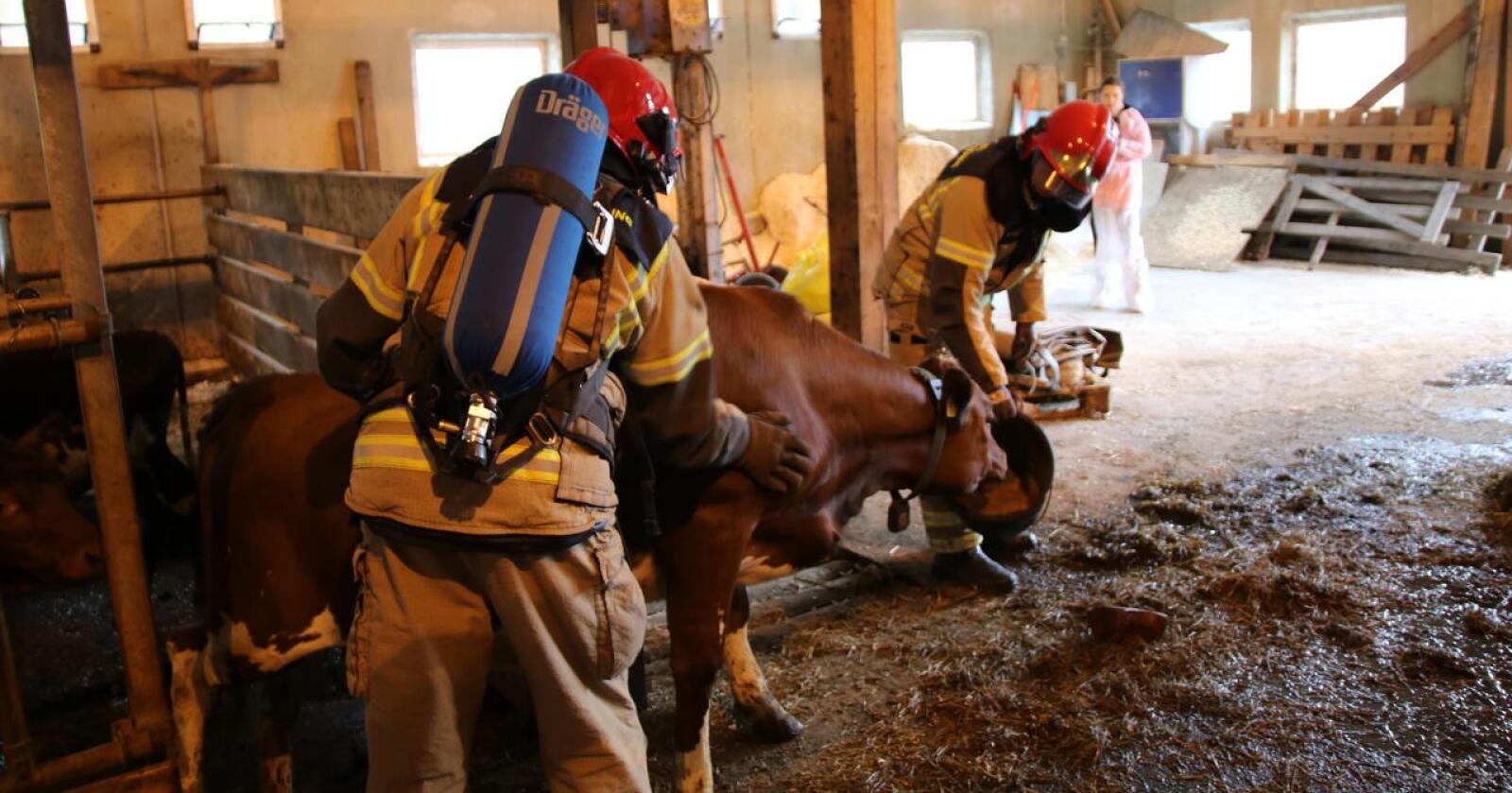 Midt-Hedmark Brann og redning skal systematisere redningsarbeid på husdyr. Bildet er fra en brannøvelse i Valdres. Illustrasjonsfoto: Karl Erik Berge. 