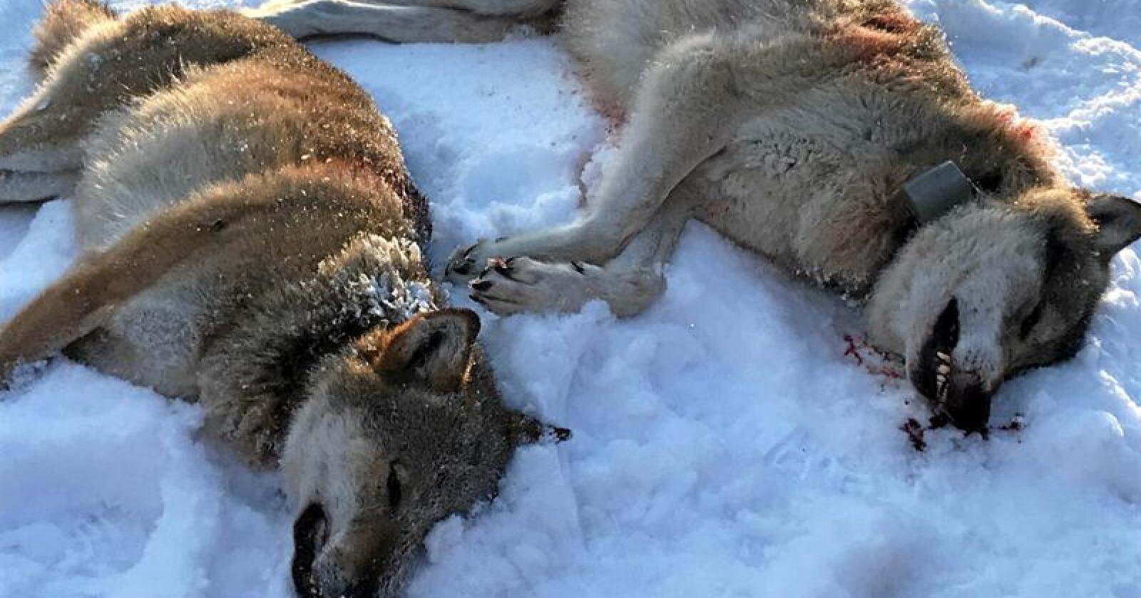 Disse to ulvene ble skutt i Slettås i Trysil kommune i januar. Foto: Ole Martin Norderhaug