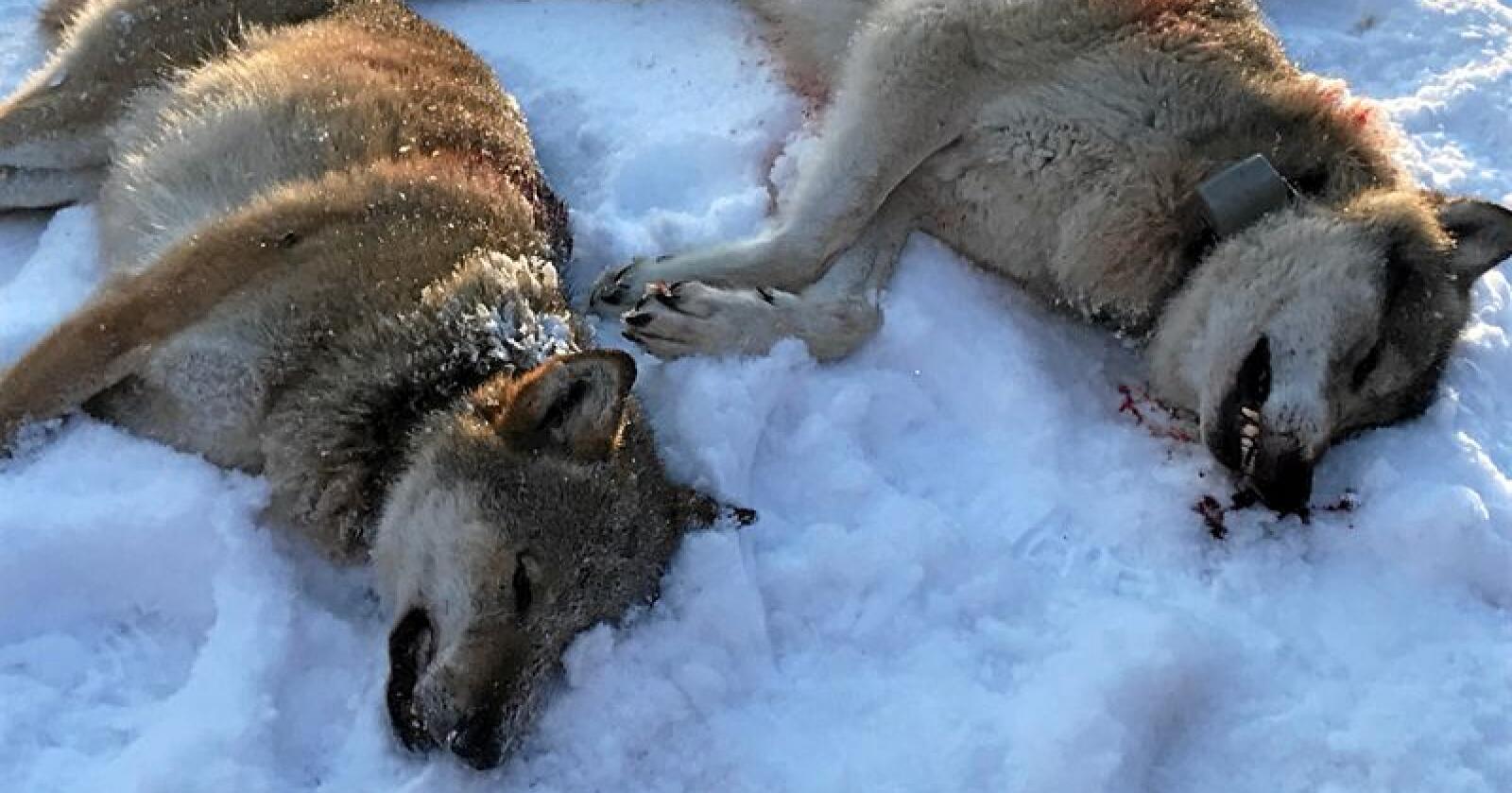 Ulvene som ble skutt i Trysil i Hedmark tirsdag. Foto: Ole Martin Norderhaug