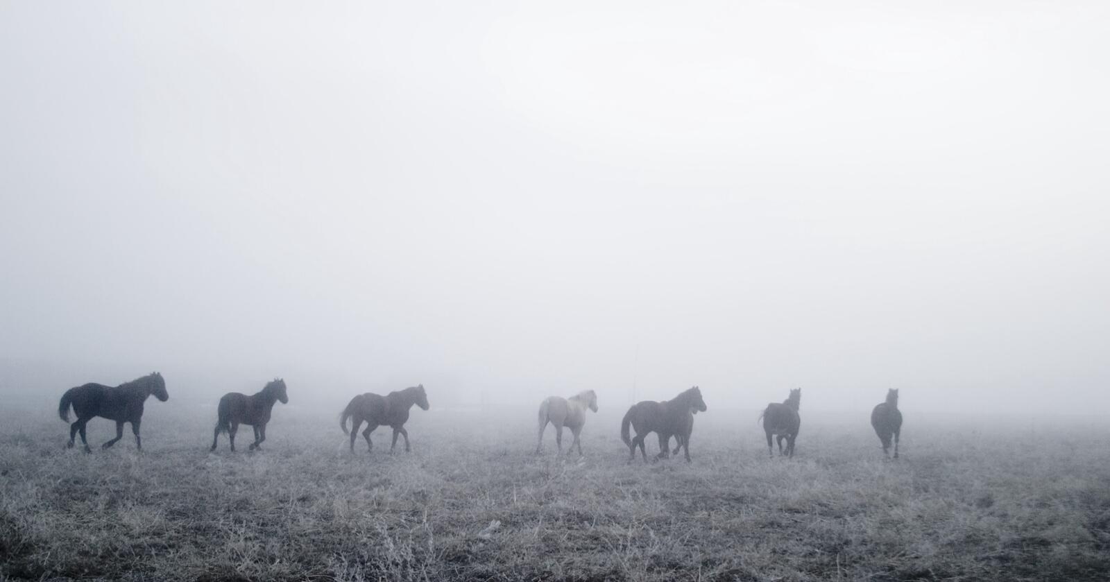 Over 20 hester ble avlivet på en gård i Telemark. Illustrasjonsfoto: Doug Olson, Mostphotos
