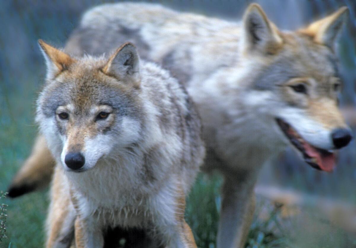 Det pågikk ulvejakt i Sverige forrige uke. 24 ulver ble felt av den totale kvota på 25. Foto: Per Løchen / NTB Scanpix