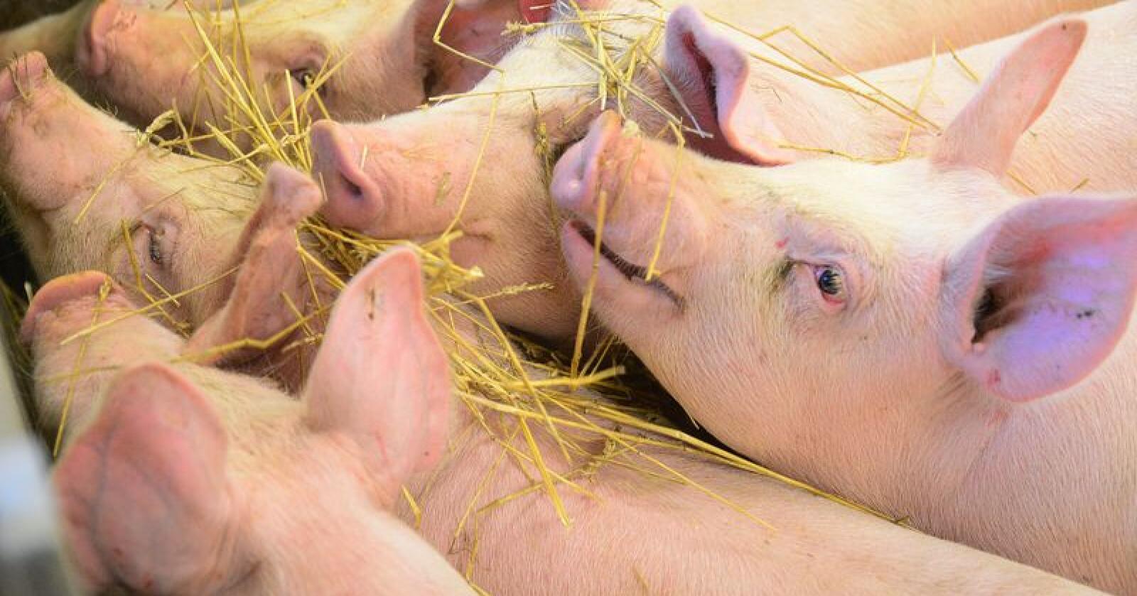 Disse grisene stortrives i bingen og er ikke med i filmen. Arkivfoto: Siri Juell Rasmussen 