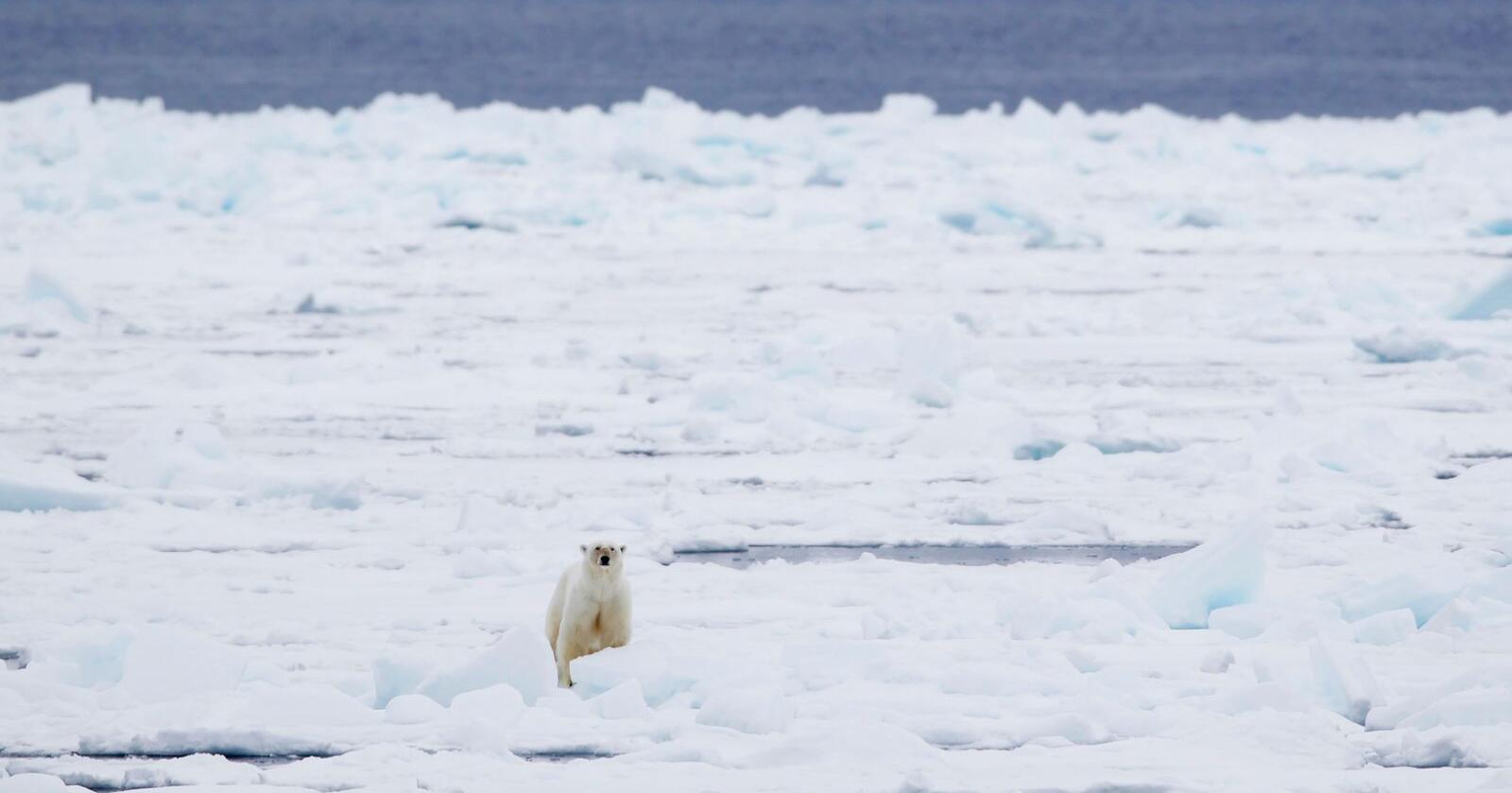 Havisen rundt Svalbard har sunket kraftig siden mai og er langt under normalen. Det er negativt for isbjørnen, som trenger isen for å overleve. Foto: Håkon Mosvold Larsen / NTB