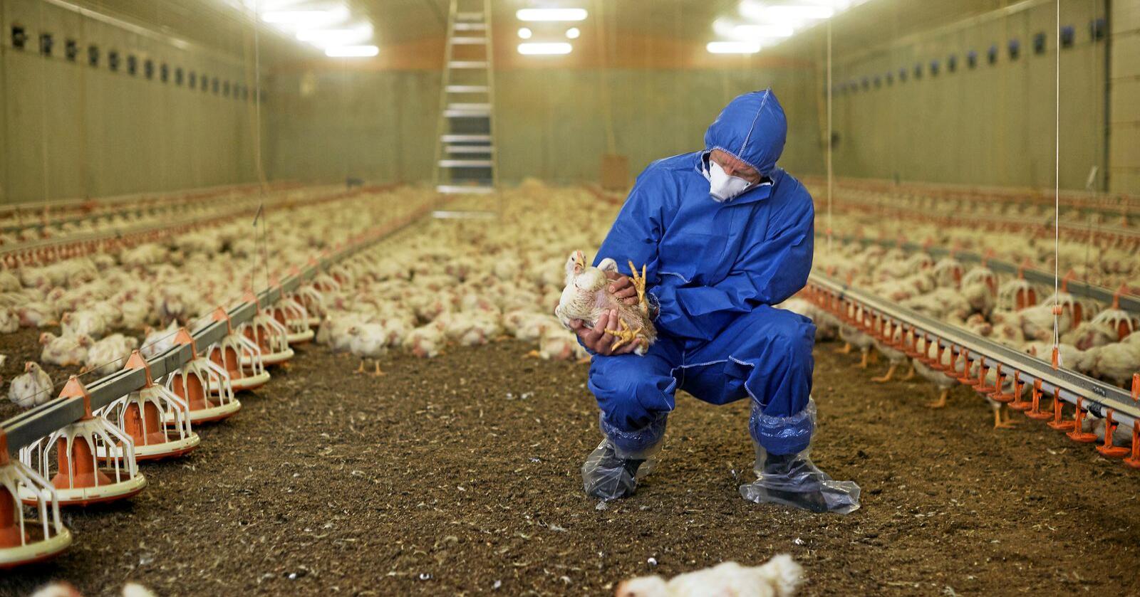 En av Mattilsynets inspektører på arbeid under kyllingkontroll. Illustrasjonsfoto: Mattilsynet/ flickr.com
