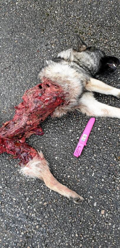 Hunden Rufus ble angrepet og drept av en ulv under elgjakt torsdag. Foto: SNO
