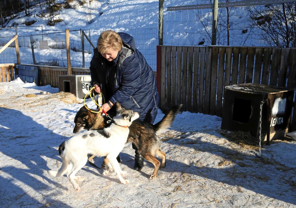 Statsminister Erna Solberg hilste på trekkhunder på Grimsbu i Folldal kommune under besøket i Hedmark tirsdag. Foto: Vidar Ruud / NTB scanpix