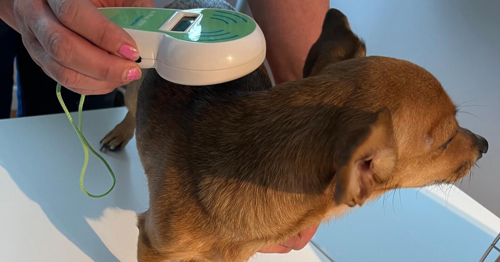 Sjekk: Mattilsynet sjekker om hunden fra Ukraina har chip, og kontrollerer eventuelle papirer den måtte ha. (Foto: Mattilsynet)
