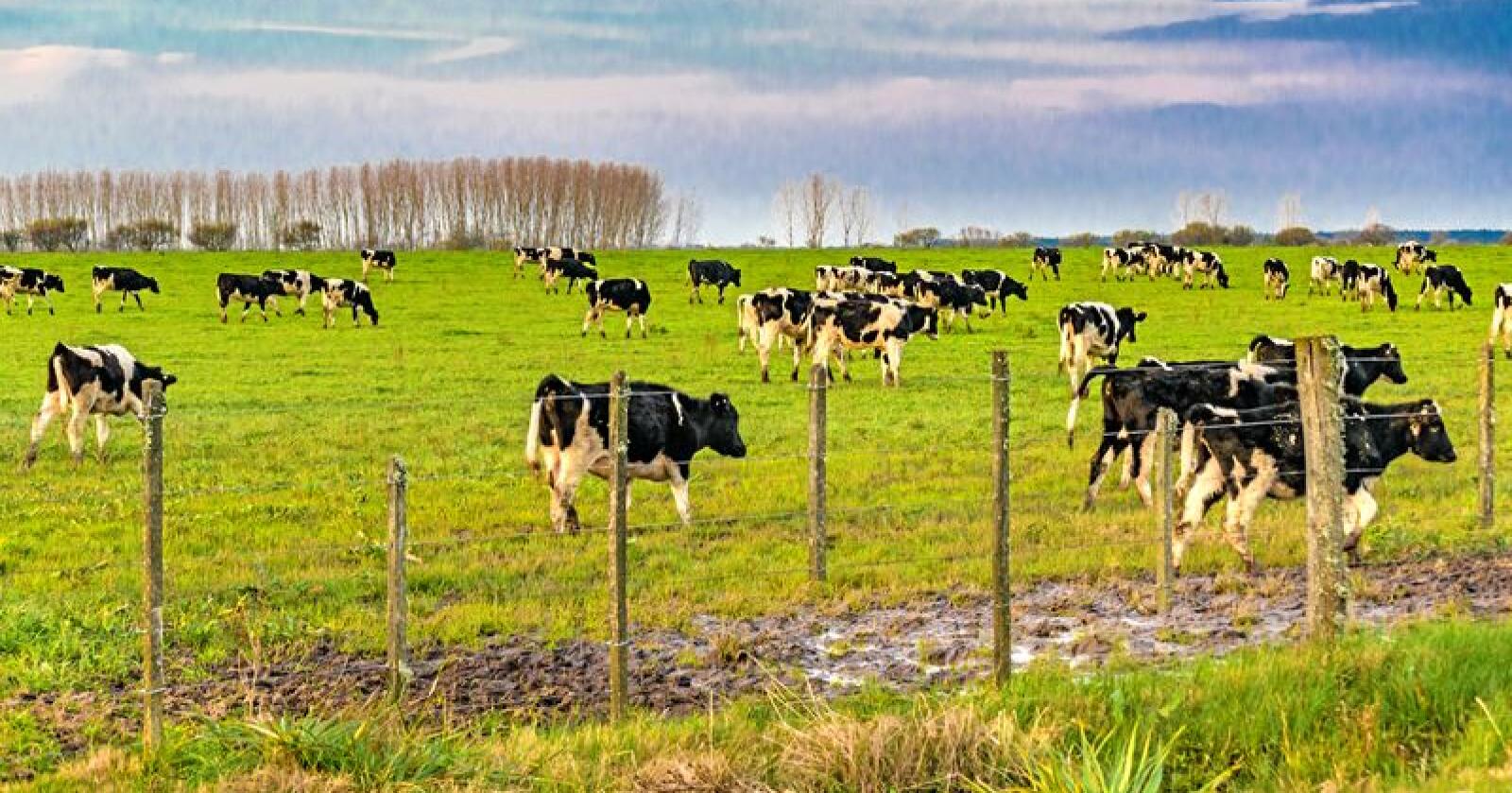Uruguay er et av de store landbrukslandene i Sør-Amerika, med stor kjøtt- og melkeproduksjon. Foto: Daniel Ferreira-Leites Ciccari / Mostphotos