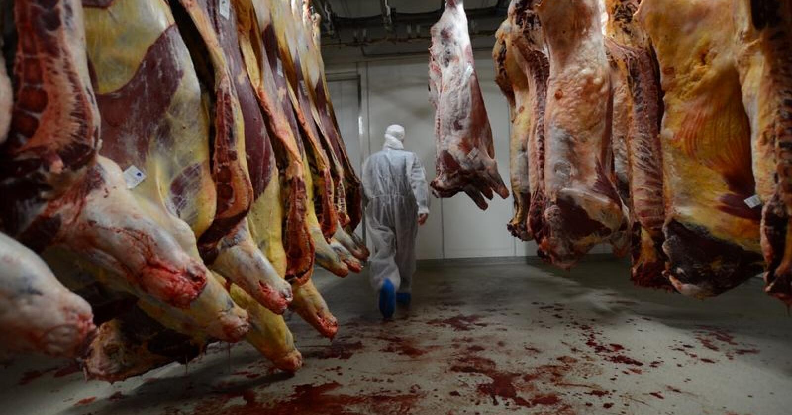 Hvis dyrene blir stresset før de slaktes får ikke kjøttet den samme mørheten som kjøttet normalt vil ha. Foto: Liv Jorunn D. Sagmo