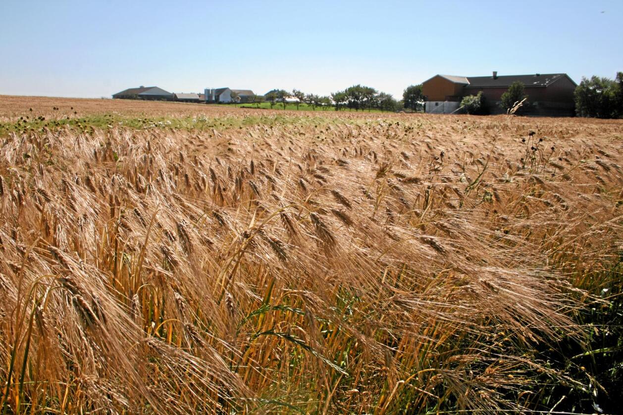 Korn: Dagens reguleringsregime for korn er ikke samvirkeprinsippene verdig, skriver John Lilleborge. Foto: Bjarne Bekkeheien Aase