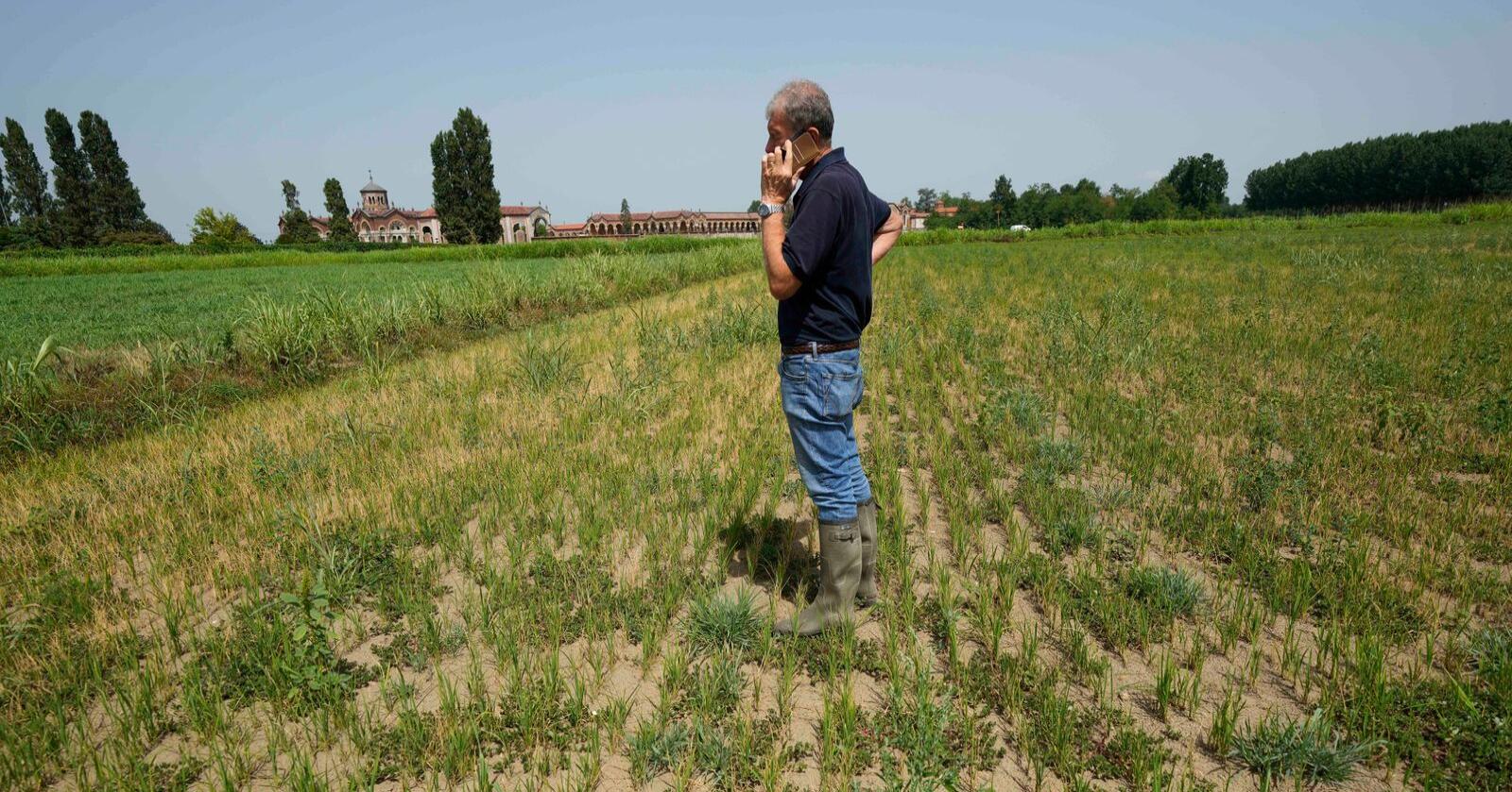 Risbonden Giovanni Daghetta står på en av sine uttørkede rismarker i Mortara i Lomellina -regionen i Nord-Italia 27. juni. Foto: Luca Bruno / AP / NTB