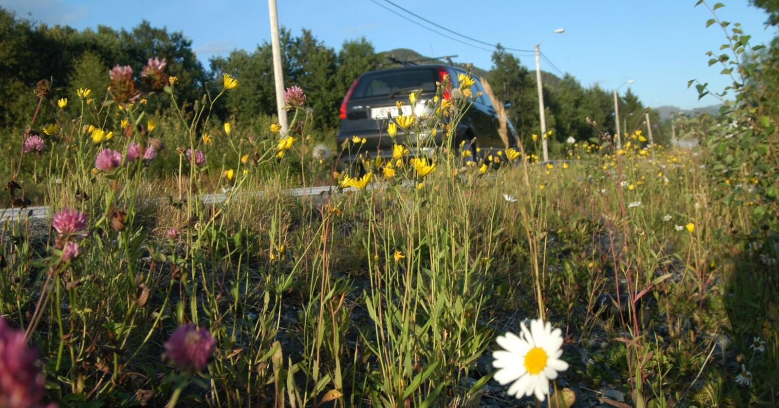Det brukes 90 prosent mindre plantevernmidler langs veiene i Norge enn før. Foto: Knut Opeide