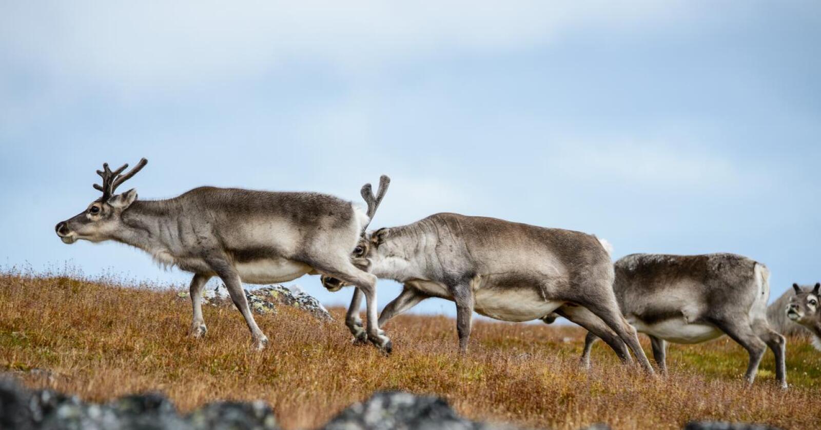 Det skal tas skrantesjukeprøver fra ett år og eldre villrein som felles under jakt i alle villreinområder i Norge. For elg og hjort tas det prøver i regionene Hardangervidda, Nordfjell og Selbu. (Foto: Colourbox)