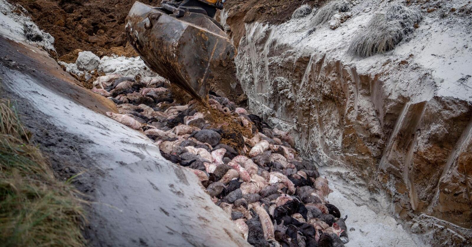 Da hundretusenvis av mink ble avlivet i høst, ble de ved flere steder dumpet i grøfter og massegraver. Foto: Morten Stricker/Ritzau Scanpix via AP