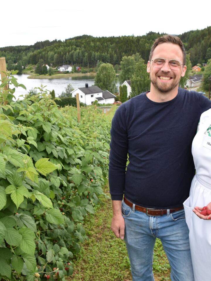 Ett år: Kenneth og Silje plantet 2500 stiklinger i solhellinga mot Randsfjorden i juli 2021. Nøyaktig ett år senere kan paret høste 2,5 tonn bær fra det samme bærfeltet. Foto: Anne Berit Reinsborg
