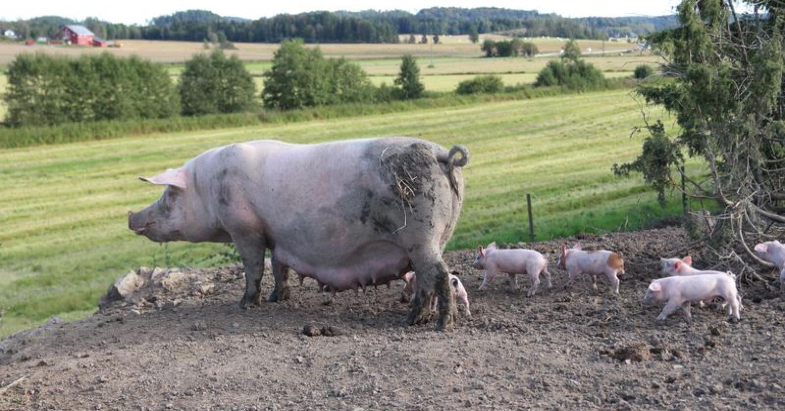 Dyrevernmerket krever blant annet at grisene får mer plass. De skal også ha tilgang til uteområder.(Foto: Kristin Bergo)