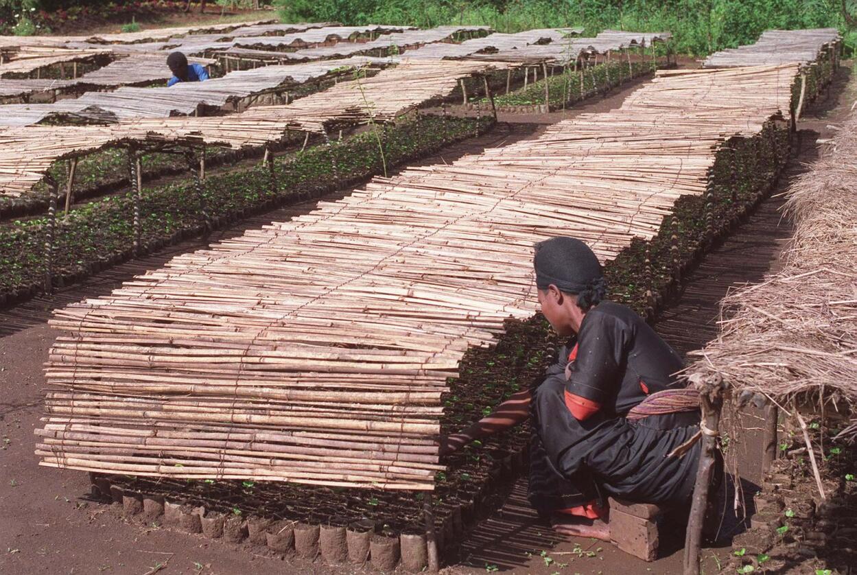 Illustrasjonsfoto frå kaffiplantasje i Etiopia. NTB-arkivfoto: Bjørn Sigurdsøn