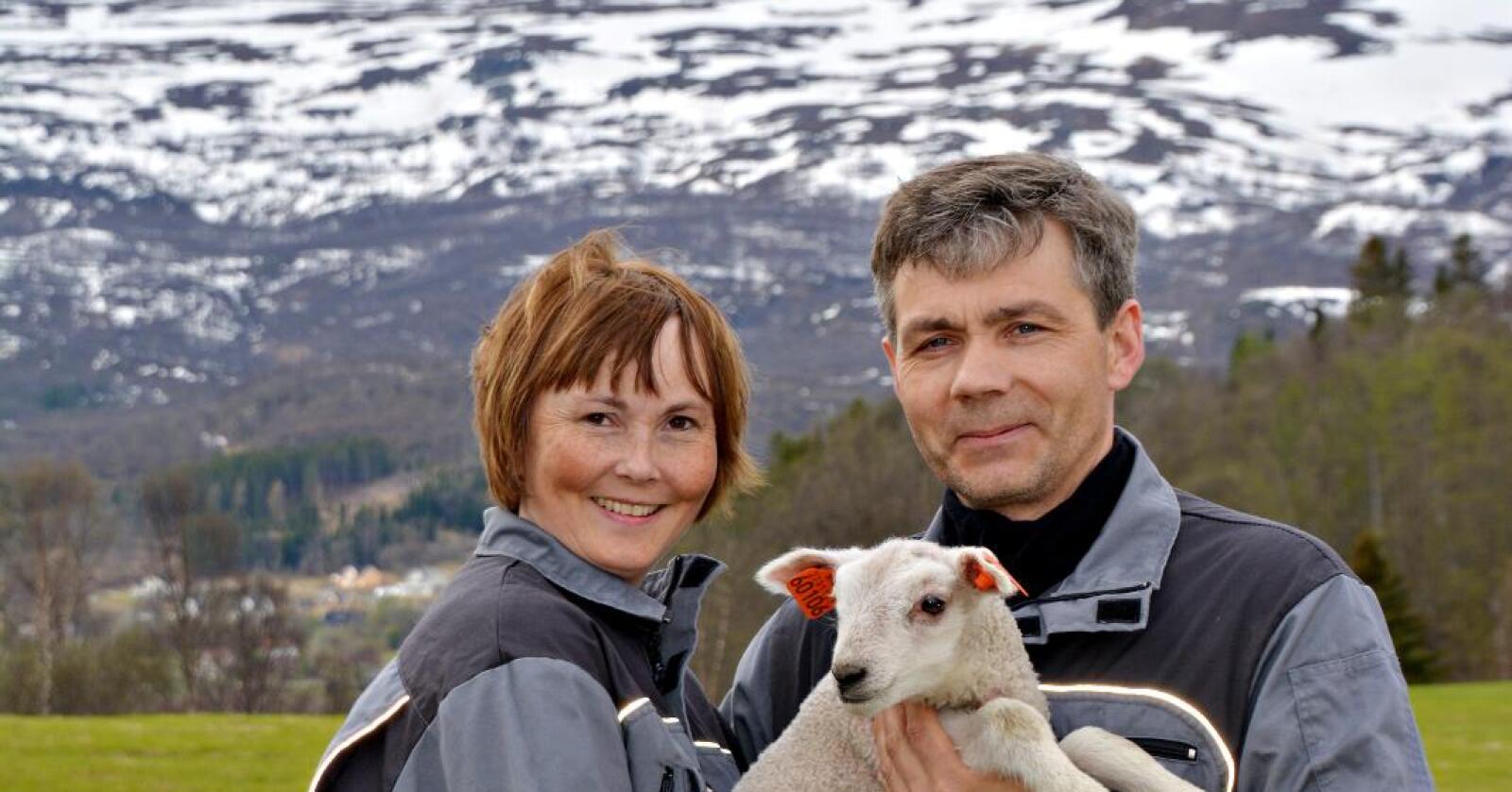 Øystein Fossmo har 400 vinterfôra sau på Lyngseid i Lyngen i Troms. Her fotografert sammen med kona. Foto: Ole G. Hertzenberg/Sau og Geit