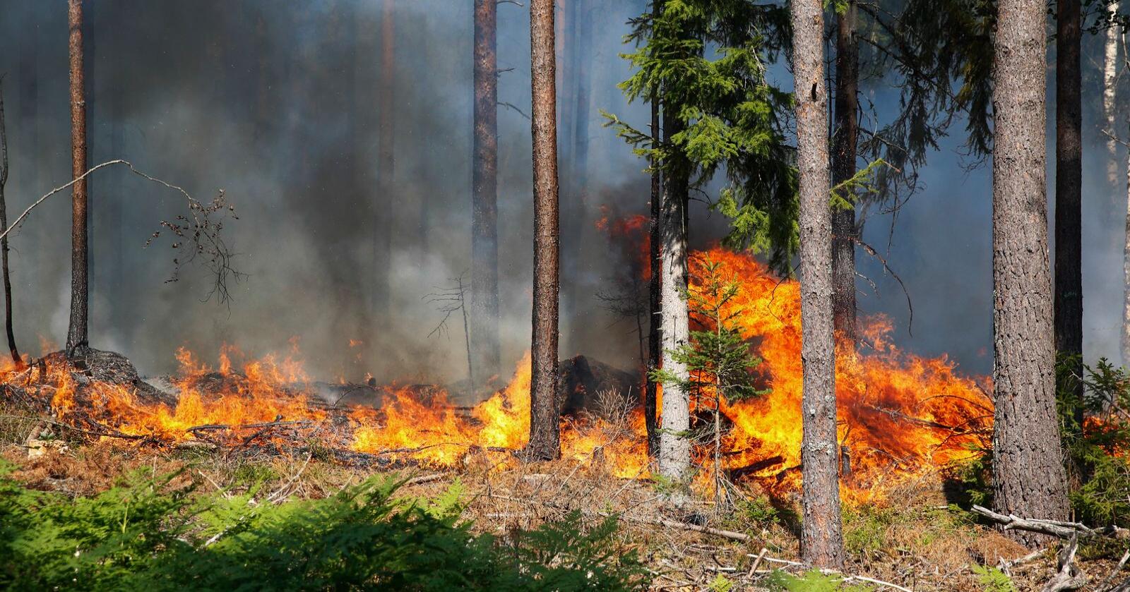 Så mange som en av ti skogbranner i Sverige kan skyldes skogsdrift. Her fra en skogbrann i Sverige i 2014. Foto: FREDRIK PERSSON / TT / NTB scanpix