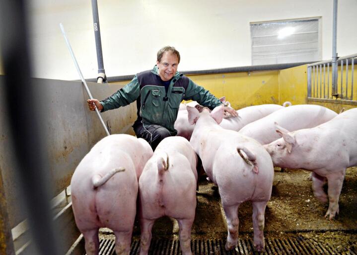 Slaktegrisprodusent Hans Tøger Holmsen lar grisene få høy i tillegg til egenprodusert våttfôr. Alt for å oppnå bra tarmhygiene hos grisene. Alle foto: Mariann Tvete