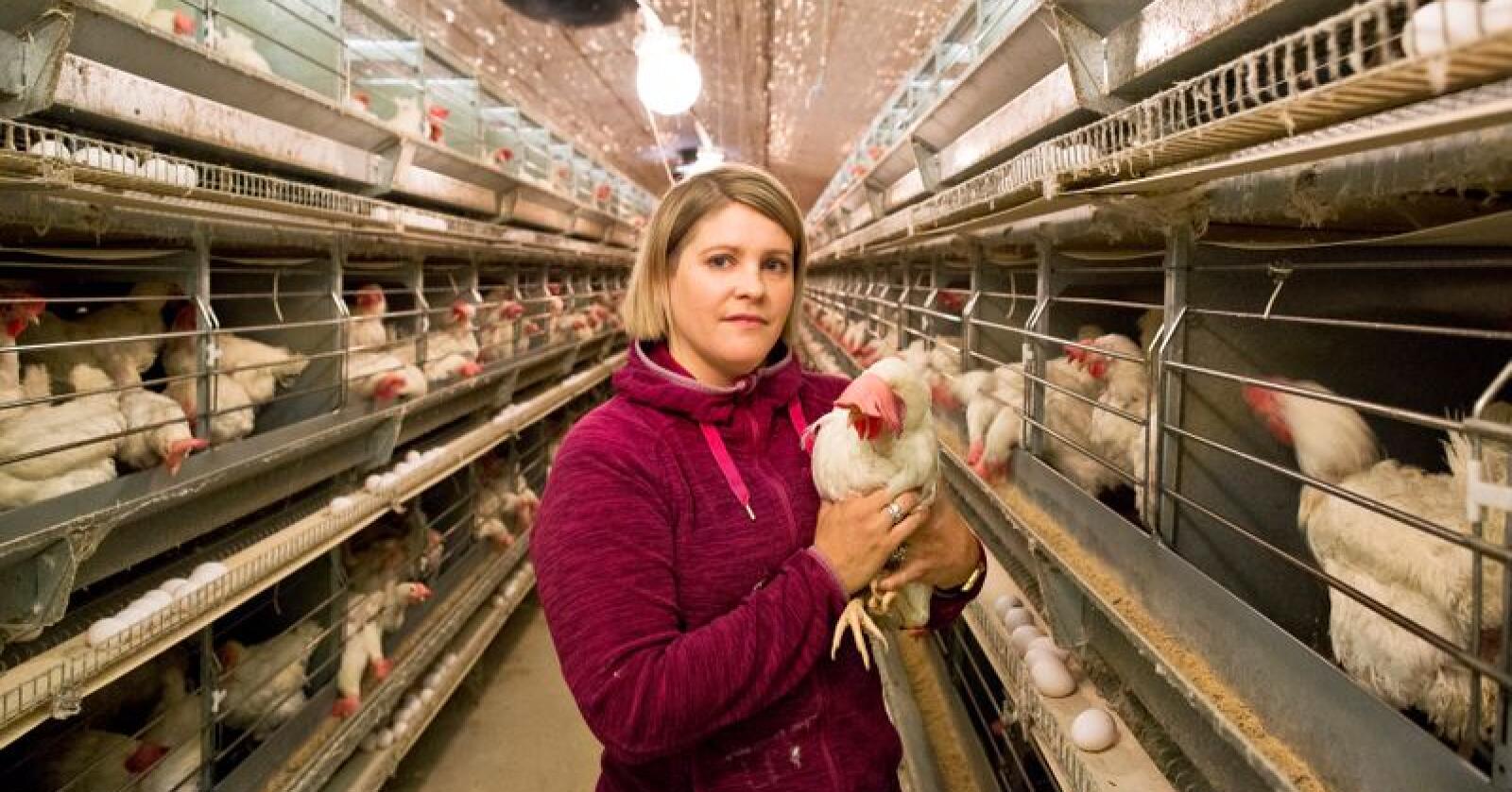 La om: Kristin Spanne Fausk (36) er bonde og eggprodusent på Finnøy utanfor Stavanger i Rogaland. Saman med faren installerte dei nye, moderne miljøbur i 2008/09. No, ti år seinare, vil ei ny stor omstilling til frittgåande bli for tungt økonomisk. Foto: Solfrid Sande