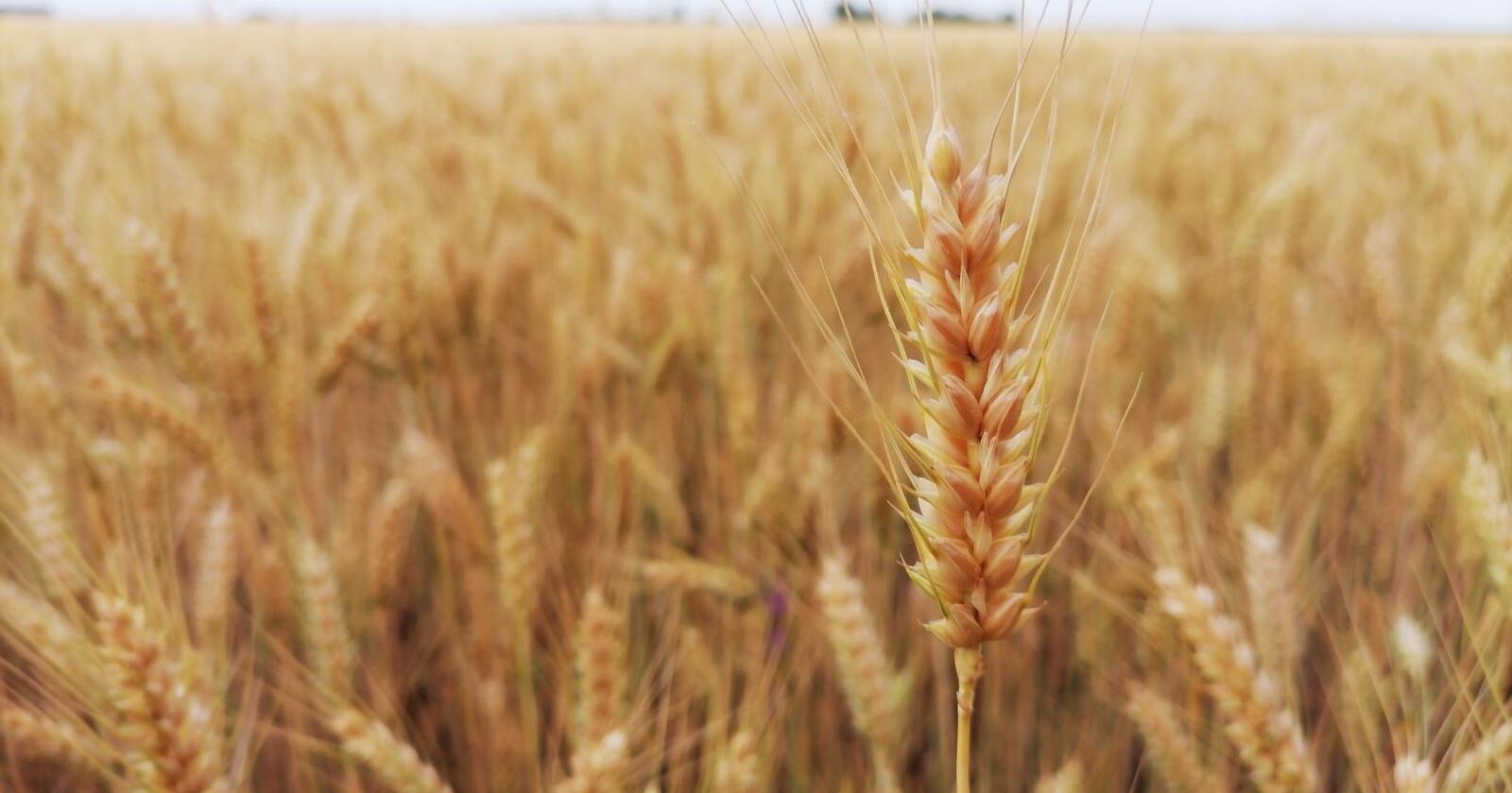 Verdens kornkammer: Verdens største eksportør av hvete og kunstgjødsel har invadert verdens femte største eksportør av hvete. Foto: Mostphotos