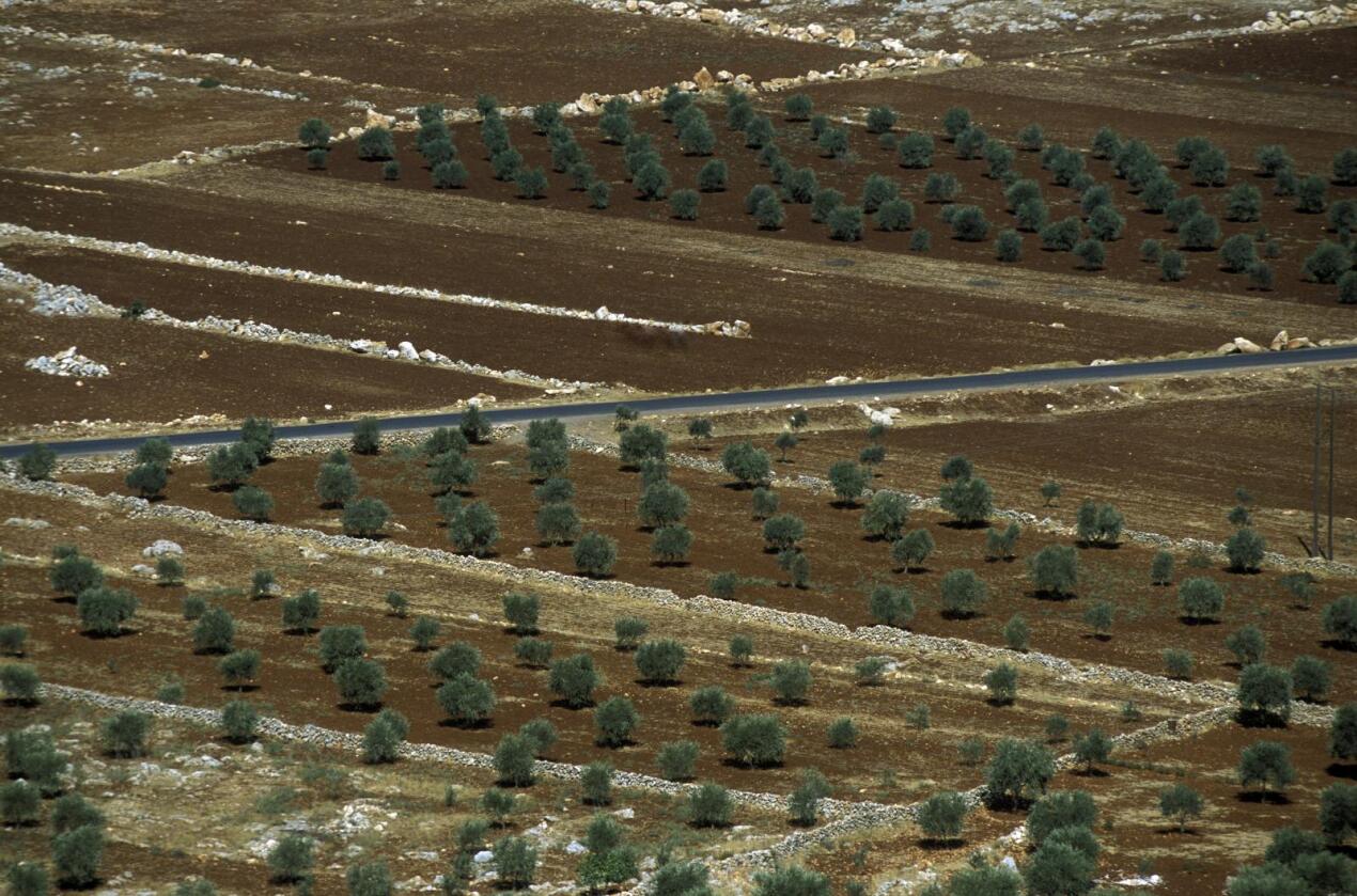 Vanskelig: Matproduksjonen er nå rekordlav i krigsherjede Syria. I løpet av det siste året er produksjonen mer enn halvert. På bildet ses landbruksområder nær den syriske byen Aleppo. (Foto: Urs Flueeler/Colourbox)