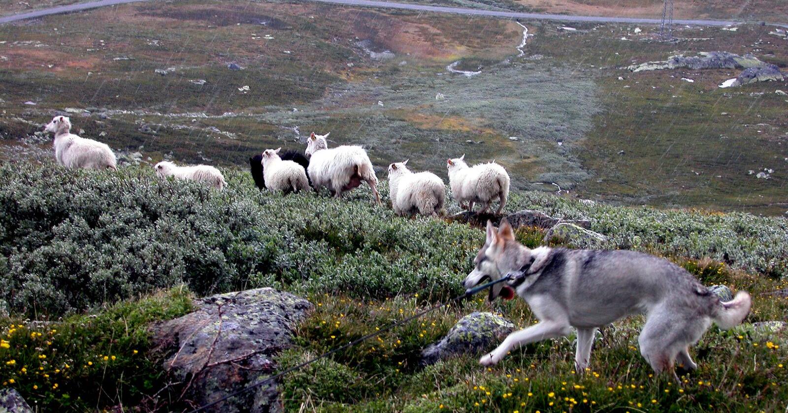 Denne huskyen er i band, så han kan ikkje jage sauene. Polarhundar som stikk av er ein av gjengjengangarane i hundeangrep på småfe. Foto: Berit Keilen / NTB 