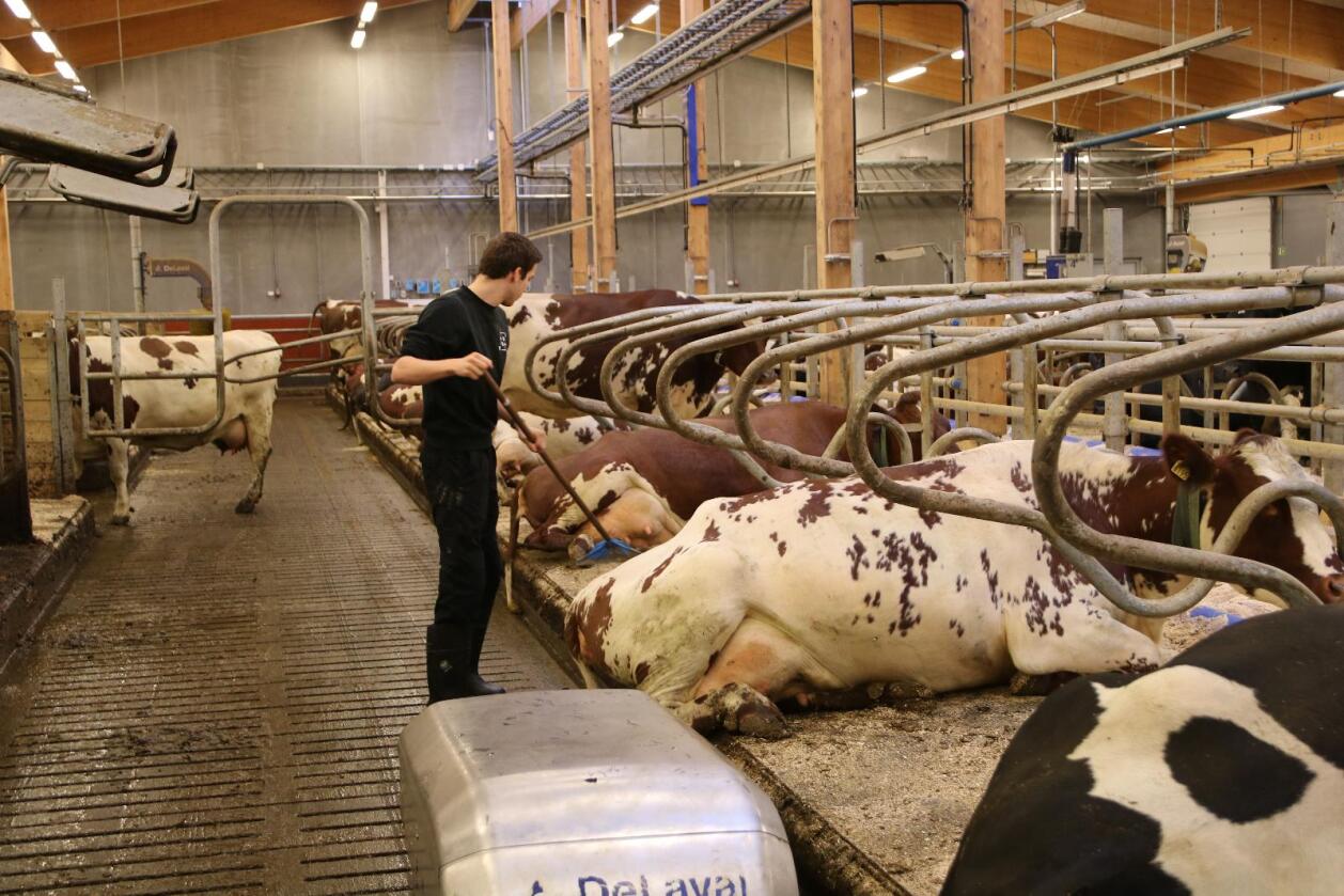 Venstre vil ikke gi melkekompensasjon i sitt alternative budsjett. – Den norske melkebonden kommer til å bli satt under et alvorlig press de kommende årene, sier Per Skorge.