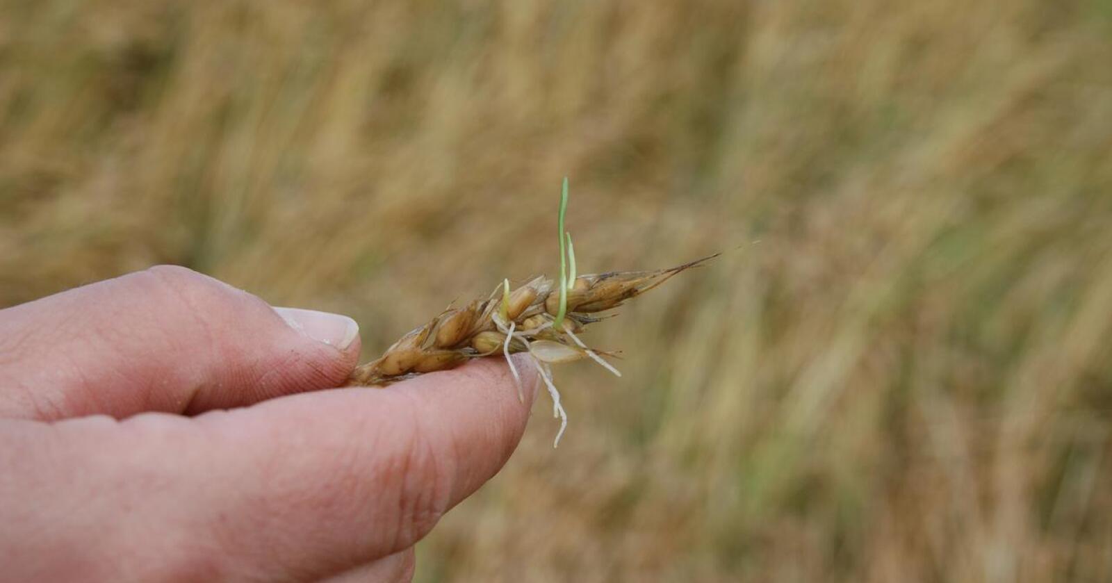 GROR: Dagens hvetesorter har høy motstandsdyktighet mot aksgroing i kjølig vær, men ved høyere temperaturer på høsten vil det bli et større problem. Foto: Jan Ferstad