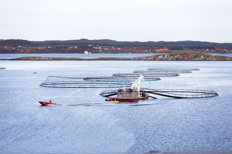 Nasjonale laksefjorder stanser ikke spredning av oppdrettsgener, viser ny forskning. Foto: Gorm Kallestad / NTB 