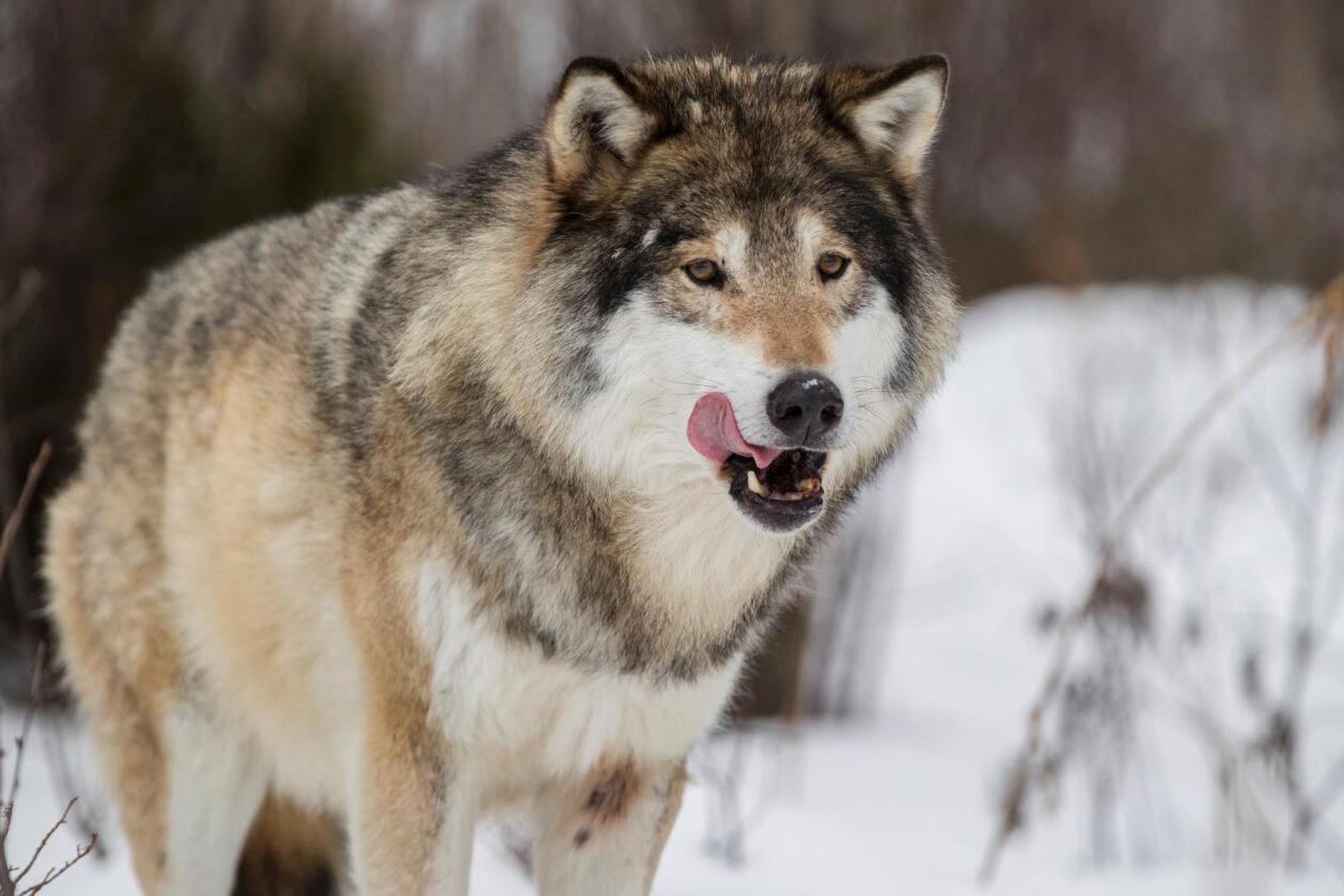 Stadig mindre: Hvert ulverevir spiser mellom 100 og 144 elg årlig. Kjøttverdien er mellom 18 og 23 millioner kroner. Foto: Heiko Junge / NTB scanpix