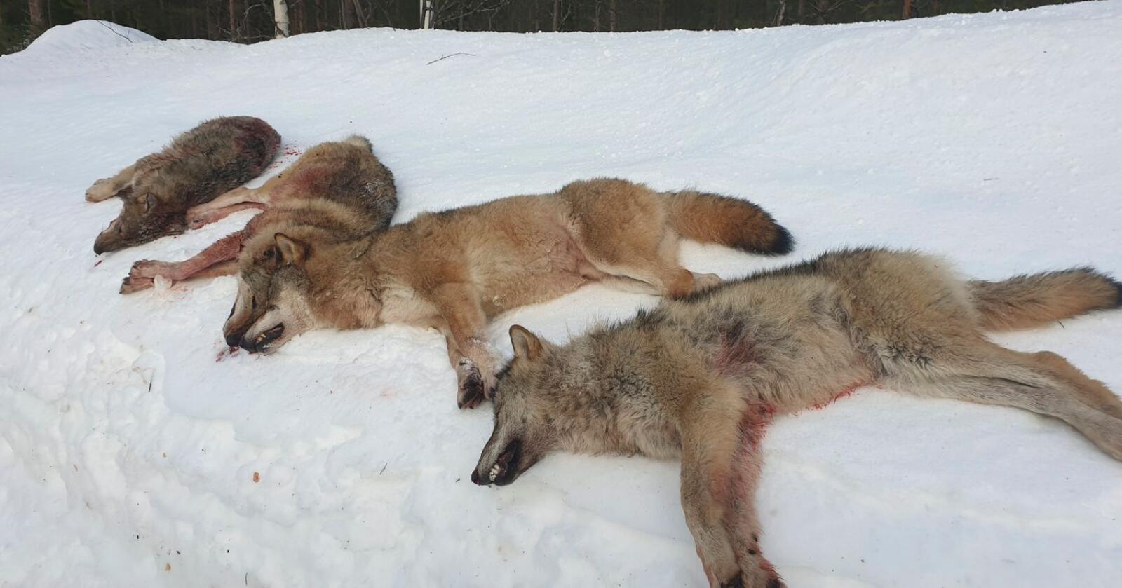 Fire av de seks ulvene i Letjenna-reviret i Elverum ble skutt på første dag av lisensjakten, det var alfaparet og to årsvalper. Foto: Statens Natuoppsyn / NTB