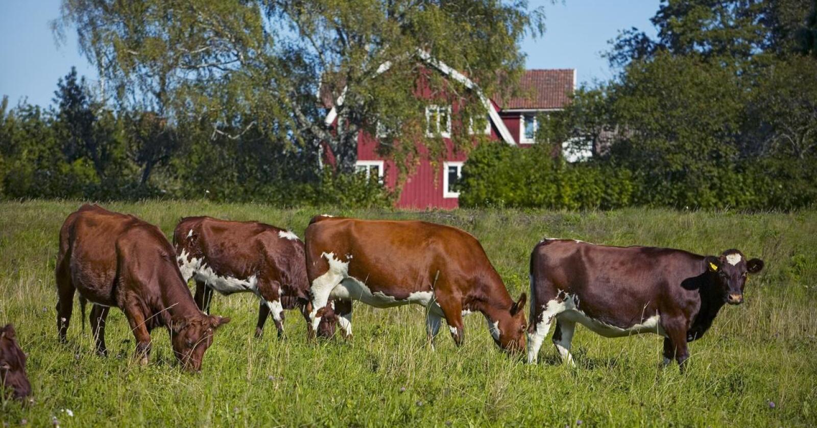 Röd liten stuga vid ko: Svensk landbruk kan bli klasset som "ikke bærekraftig" av EU-systemet. Foto: Jann Lipka/Svensk Mjölk