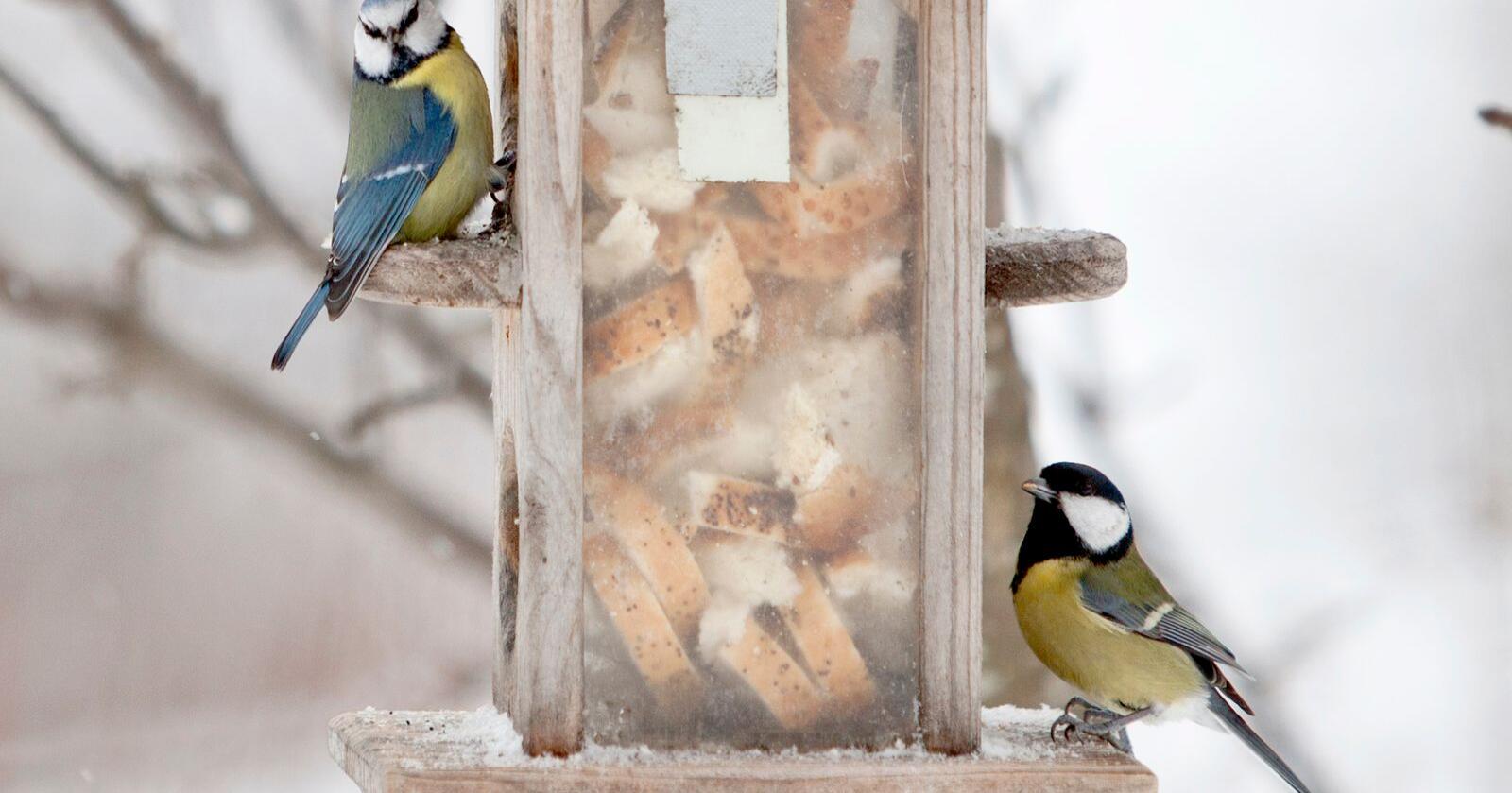 Mugg og salmonella kan skjule seg i fuglematen om den ligger på brett. Best er det om maten får henge. Foto: Paul Kleiven / NTB