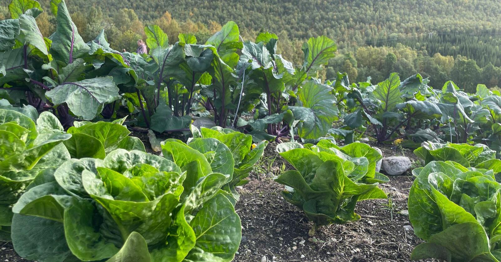 Grønnsaksproduksjon på friland i Burfjord, Finnmark. Foto: Kamilla Skaalsveen