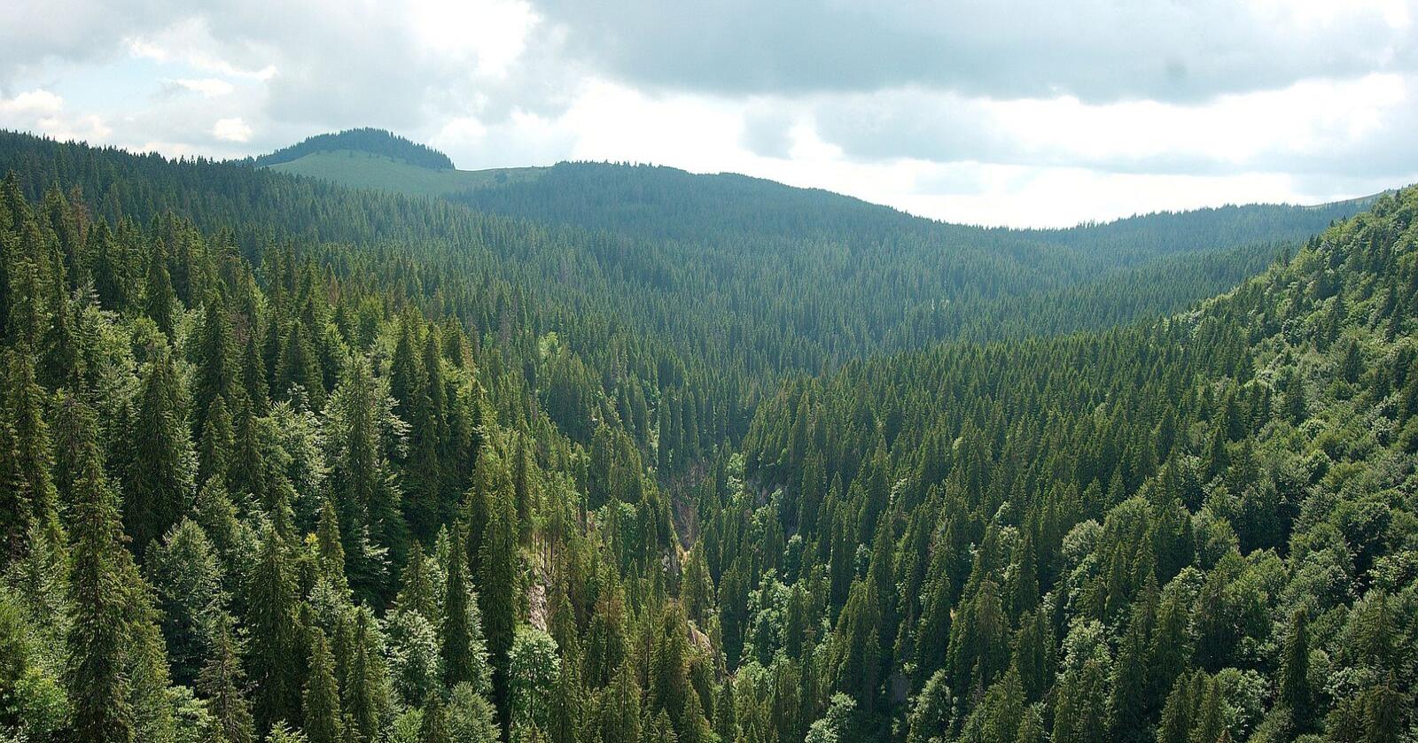 Biomasse som hentes ut for vernet skog i Sentral-Europa markedsføres som fornybar, men slipper ut mer karbon enn kull. Foto: Mostphotos 