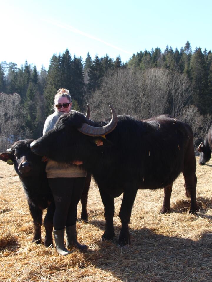 AMBISIØS: Thea Haugerud fra Hærland i Eidsberg har importert landets andre bøffelbesetning. På sikt ønsker hun å produsere mozzarella av bøffelmelk og selge bøffelkjøtt. 