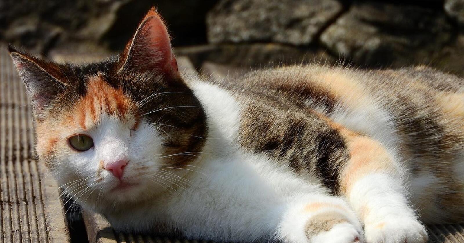 Mange forsikrer kjæledyra mot uforutsette utgifter. Denne katten har mistet ett øye. (Foto: Pixabay)