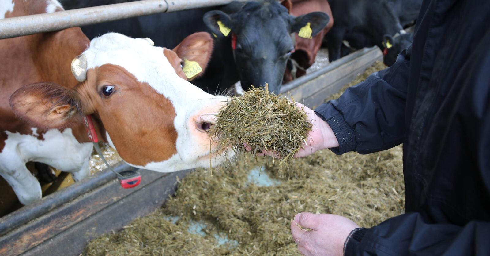 ANDEL: Også i økologisk melkeproduksjon har antallet kyr gått ned de ti siste årene, men andelen kyr er omtrent den samme som før. Foto: Dag Idar Jøsang