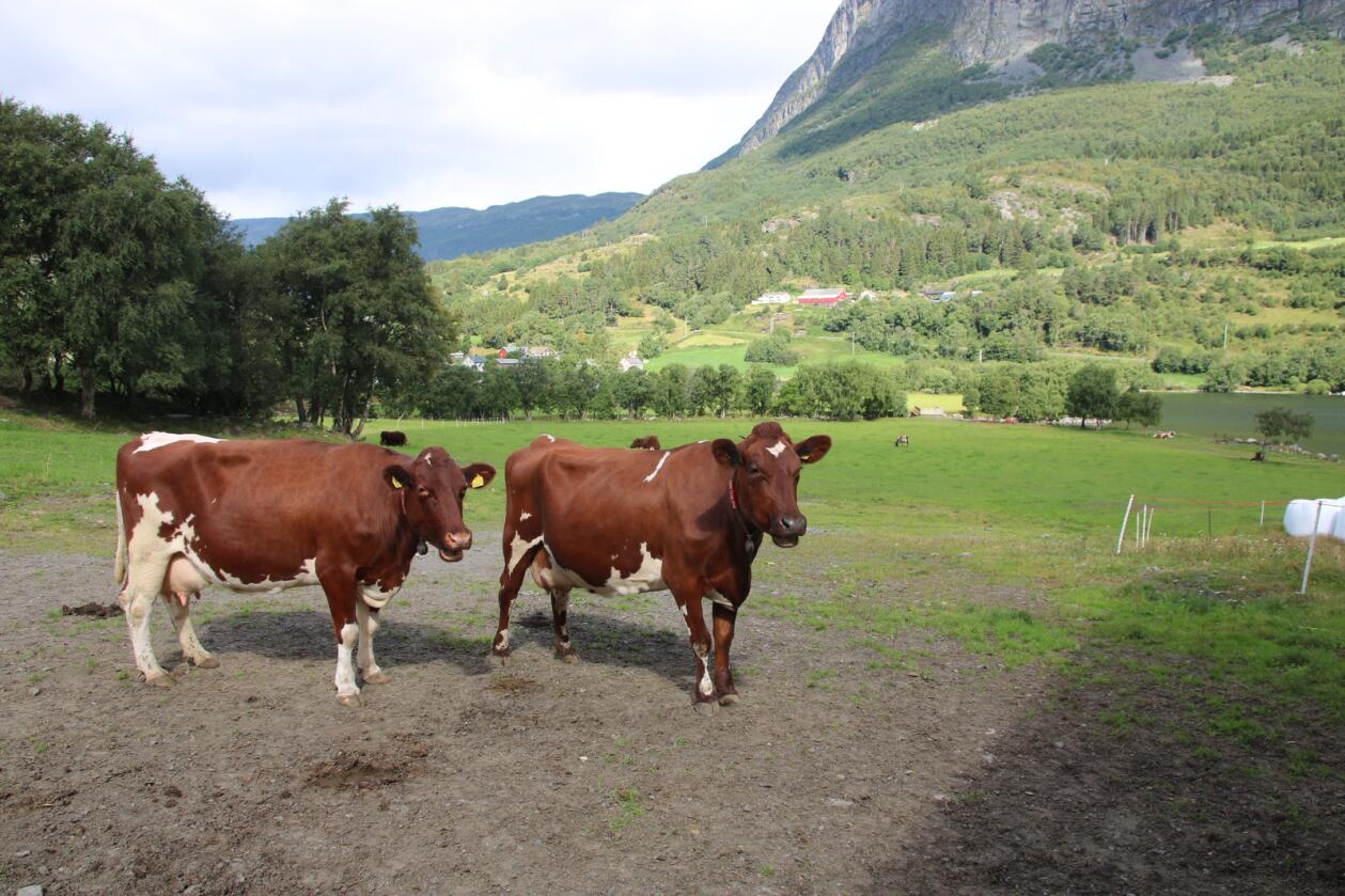 INNENDØRS: Bønder kan bli pålagt å ta dyrene inn fra beite hvis et det kommer et radioaktivt nedfall over Norge. 