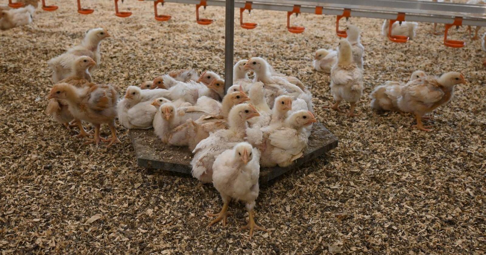 NY PROTEINKILDE: I framtida er det ikke utenkelig at kyllinger blir fôret opp på norskproduserte blåskjell. Foto: Liv Jorunn Denstadli Sagmo
