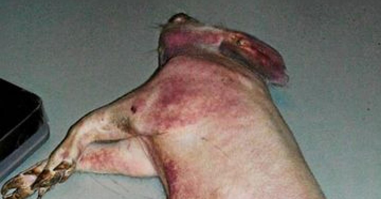 Sånn ser griser med afrikansk svinepest ut. Bildene er frå ei brosjyre frå det Europeiske Referanselaboratoriet for afrikansk svinepest.