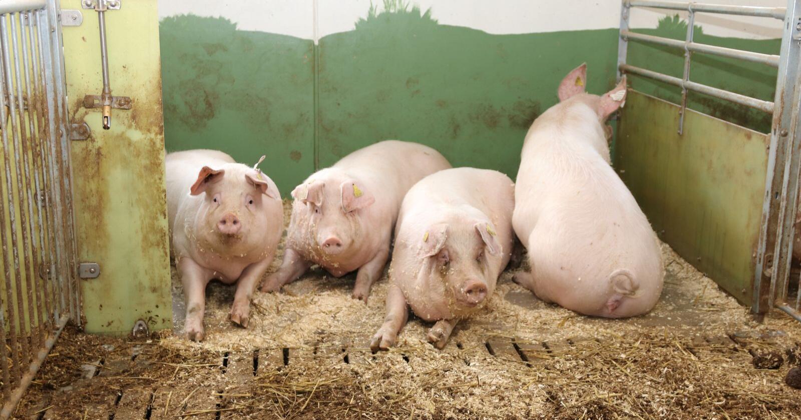 ENIGE: Staten og svinenæringa er enige om en ny forskrift for hold av svin. Foto: Øystein Heggdal