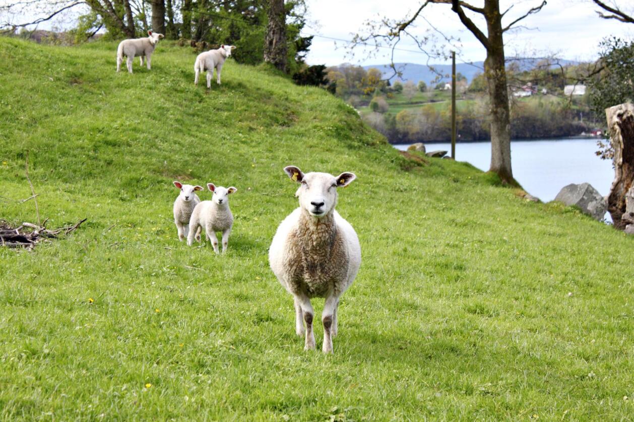 Ubalanse: Markedssituasjonen på sau og lam er fortsatt krevende, idet en ny lammesesong er like om hjørnet. (Foto: Camilla Mellemstrand)