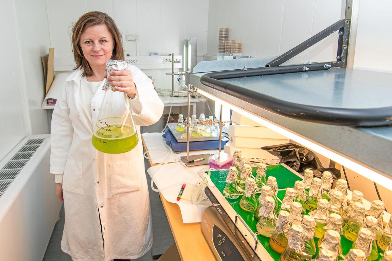 Mikroalgar: Algeforskar Kari Skjånes skal sjå nærare på potensialet for bruk av mikroalgar som ingrediens i mat, drikke og fiskefôr. Foto: Erling Fløistad