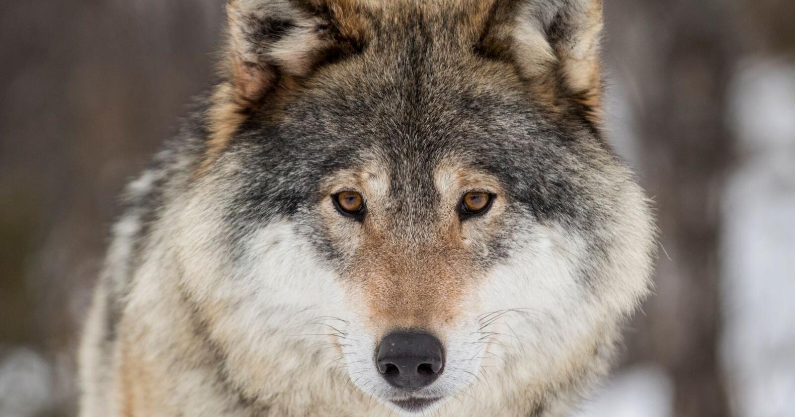 Naturvernforbundet krever på nytt stans i årets ulvejakt. Illustrasjonsfoto: Heiko Junge / NTB