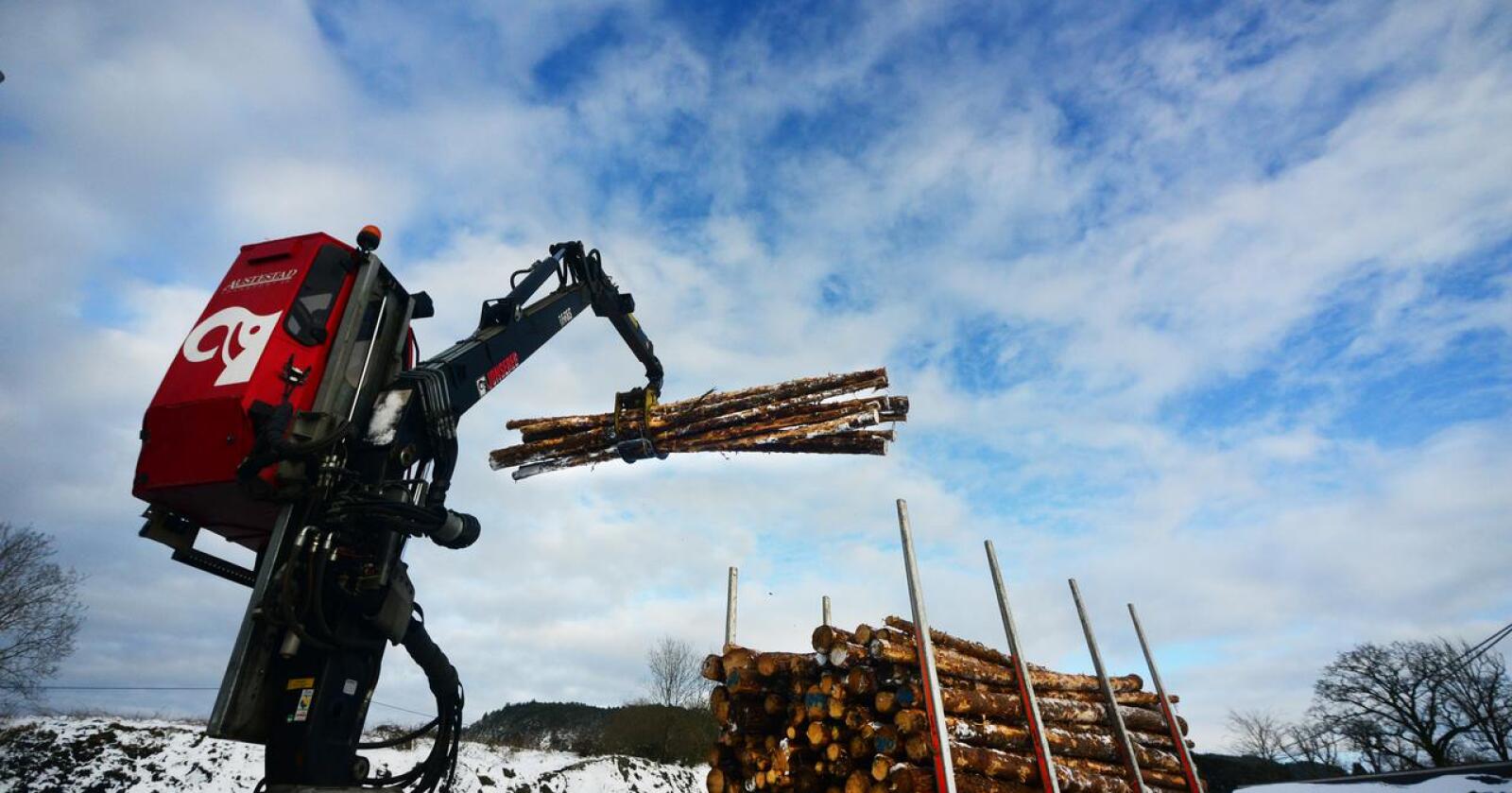 Nye tall viser kraftig vekst for norsk tømmerhogst. Foto: Siri Juell Rasmussen